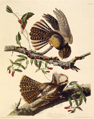 A chuck-will-özvegy. Az Amerika madaraiból, 1827-1838. alkotó: John James Audubon