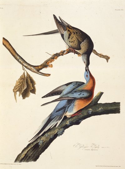 Az utas galamb. Az Amerika madaraiból, 1827-1838. alkotó: John James Audubon
