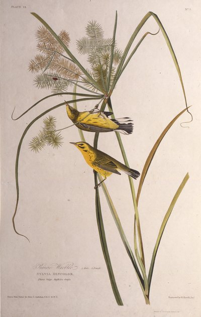 A préri poszáta. Az Amerika madaraiból, 1827-1838. alkotó: John James Audubon