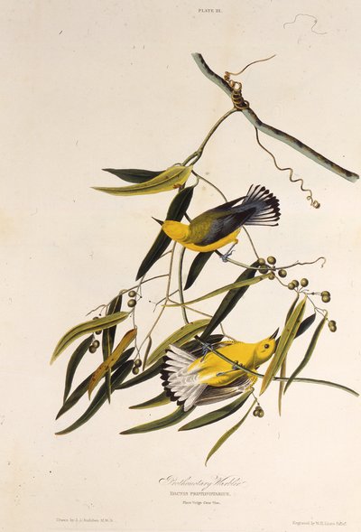 A protonotáris poszáta. Az Amerika madaraiból, 1827-1838. alkotó: John James Audubon