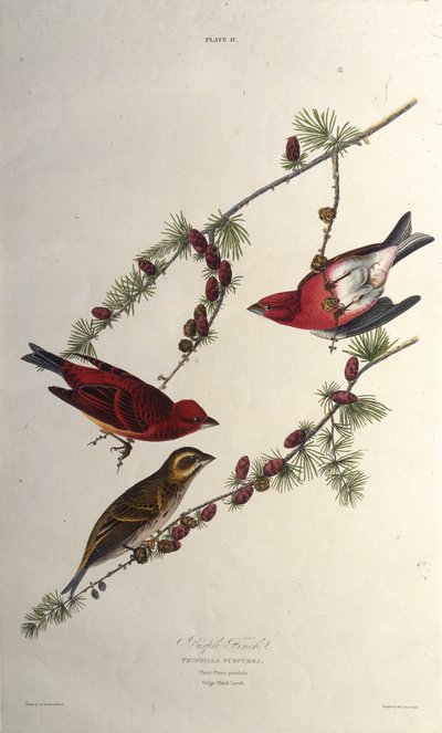 A lila pinty. Az Amerika madaraiból, 1827-1838. alkotó: John James Audubon