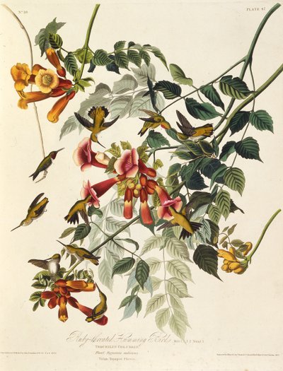A rubintorkú kolibri. Az Amerika madaraiból, 1827-1838. alkotó: John James Audubon