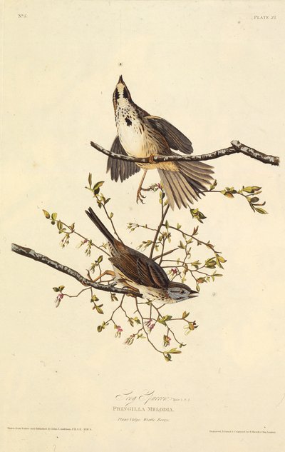A dal veréb. Az Amerika madaraiból, 1827-1838. alkotó: John James Audubon