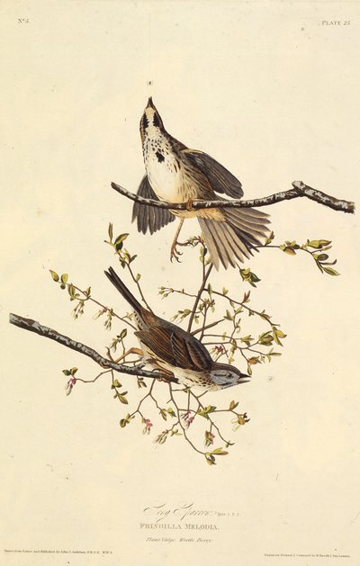 A dal veréb. Az Amerika madaraiból, 1827-1838. alkotó: John James Audubon