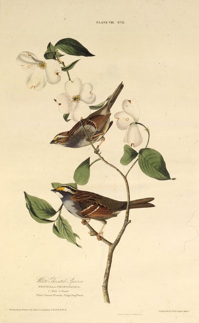 A fehértorkú veréb. Az Amerika madaraiból, 1827-1838. alkotó: John James Audubon
