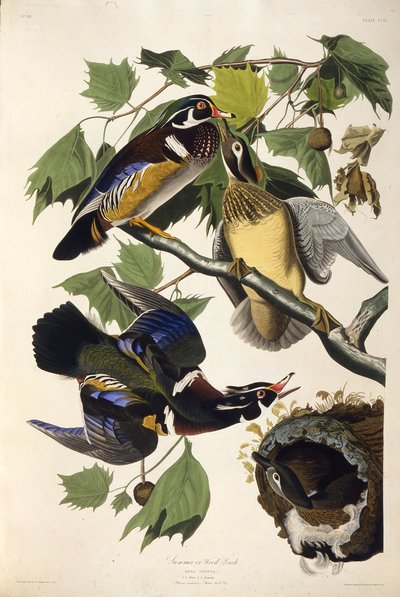 Az erdei kacsa. Az Amerika madaraiból, 1827-1838. alkotó: John James Audubon