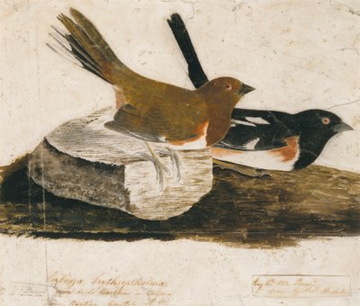 Túzokmadár alkotó: John James Audubon