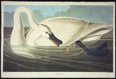 Trombitás hattyú alkotó: John James Audubon