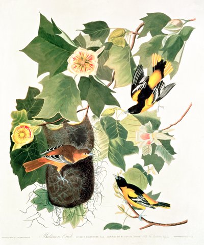 Tulipánfa: Liriodendron tulipifera, a "Birds of America"-ból alkotó: John James Audubon
