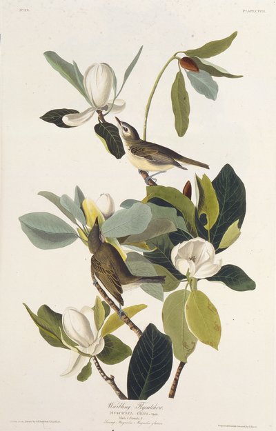 Harcos légykapó. Az Amerika madaraiból, 1827-1838. alkotó: John James Audubon