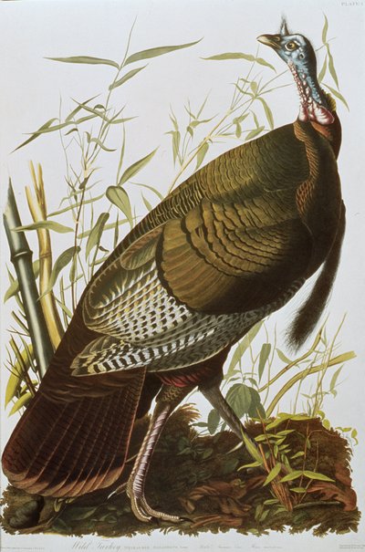 Wild Turkey, az Amerika madaraiból, 1829-ben alkotó: John James Audubon