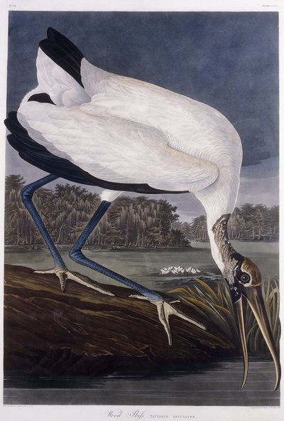 Fa Ibis alkotó: John James Audubon