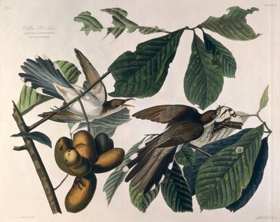 Sárgacsőrű kakukk, az Amerika madaraiból, William Home Lizars (1788-1859) metszet, Robert Havell (1793-1878) retusálta 1829 alkotó: John James Audubon