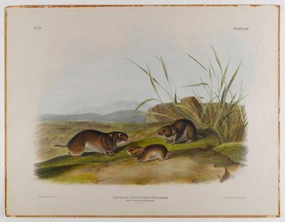 Sárgapofájú réti egér alkotó: John James Audubon