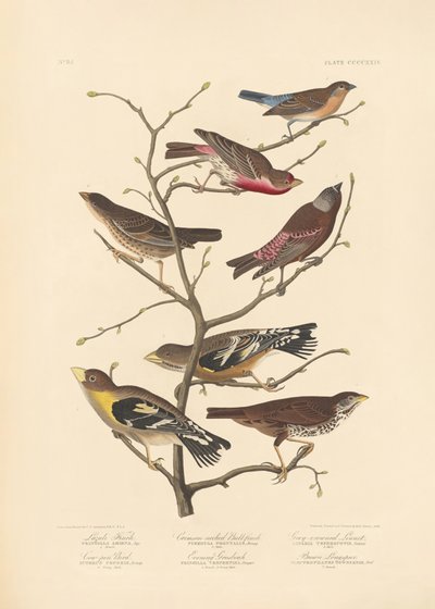 Lazuli pinty alkotó: John James Audubon/ Rob Havell