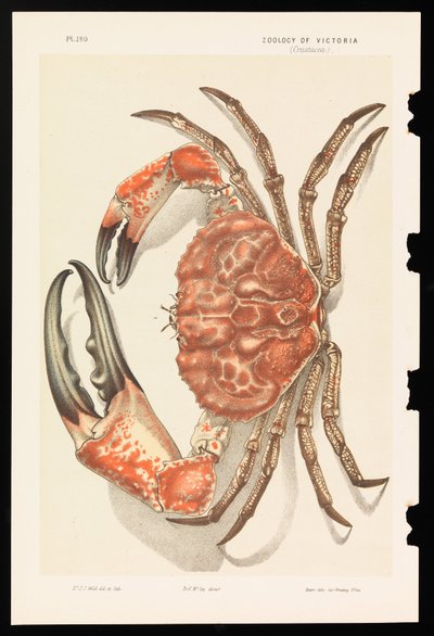 Tasmániai óriásrák, Pseudocarcinus gigas alkotó: John James Wild