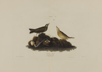 Brown Lark, a Birds of America-ból, metszett: Robert Havell (1793-1878) alkotó: John James after Audubon
