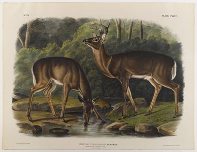 Common vagy Virginia Deer, metszett John T. Bowen (1801-c.1856) 1848 alkotó: John James after Audubon