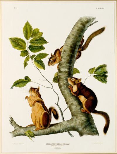 Douglas Squirrel, a The Viviparous Quadrupeds of North America fólióból, 1845-ben, 1844-ben (az eredetiért lásd: 129902) alkotó: John James after Audubon