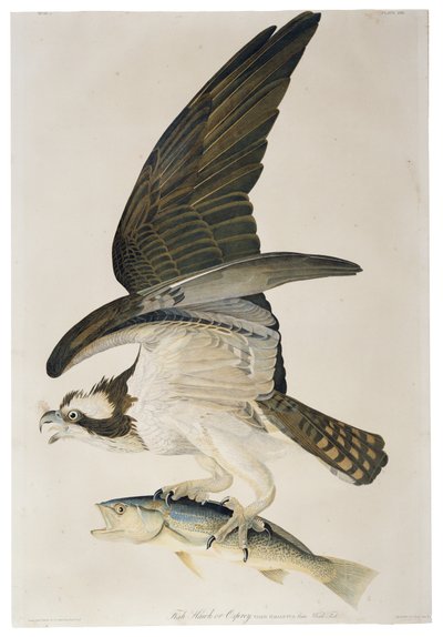 Halászsólyom vagy halászsólyom, Julius Bien (1826-1909) litográfiája, 1860 alkotó: John James after Audubon