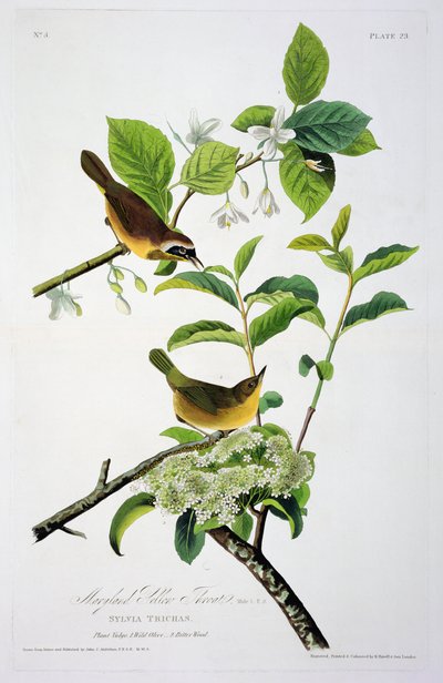 Maryland Yellow Throat, a Birds of America-tól, metszett Robert Havell (1793-1878) alkotó: John James after Audubon