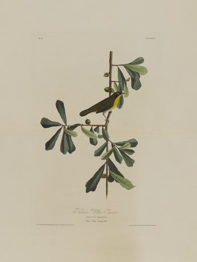 Roscoes Yellow Throat, a Birds of America-tól, metszett Robert Havell (1793-1878) alkotó: John James after Audubon