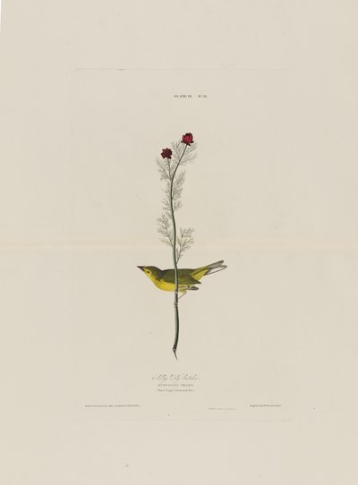 Selbys légyfogó, a Birds of America-ból, metszett Robert Havell (1793-1878) alkotó: John James after Audubon