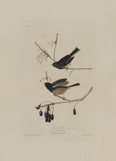 Hómadár, az Amerika madarai című kötetből, Robert Havell (1793-1878) metszete. alkotó: John James after Audubon