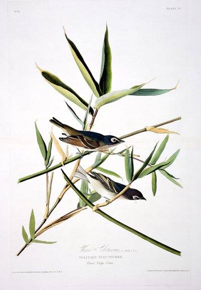 Magányos légykapó, a Birds of America-ból, metszett: Robert Havell (1793-1878) alkotó: John James after Audubon