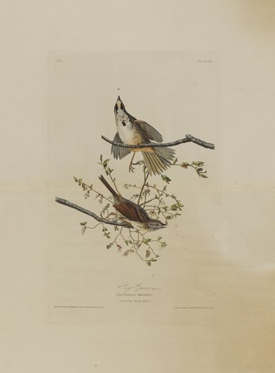 Song Sparrow, a Birds of America-ból, metszett: Robert Havell (1793-1878) alkotó: John James after Audubon