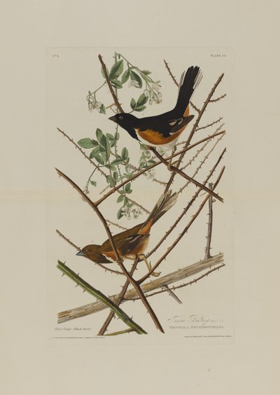 A Towhe Bunting, a Birds of America-ból, vésette Robert Havell (1793-1878) alkotó: John James after Audubon