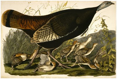 Vadpulyka, vésette William Home Lizars (1788-1859) c.1827-32 (kézzel színezett akvatinta szőtt papíron) alkotó: John James after Audubon