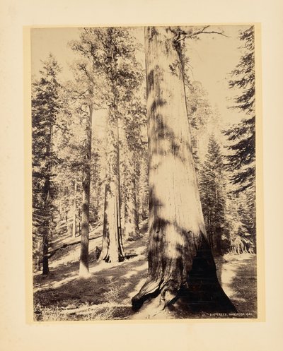 Nagy fák, Mariposa, Kalifornia alkotó: John K. Hillers