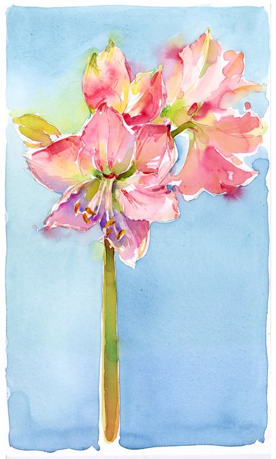 Amaryllis aqua háttérrel, 2015, (akvarell) alkotó: John Keeling