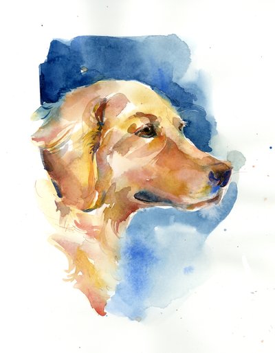 Golden Retriever, 2015, (akvarell) alkotó: John Keeling