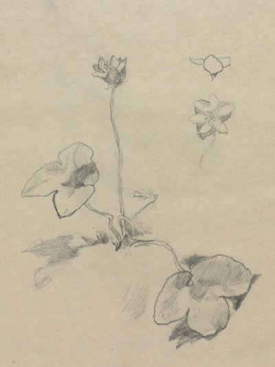 Anemone alkotó: John La Farge