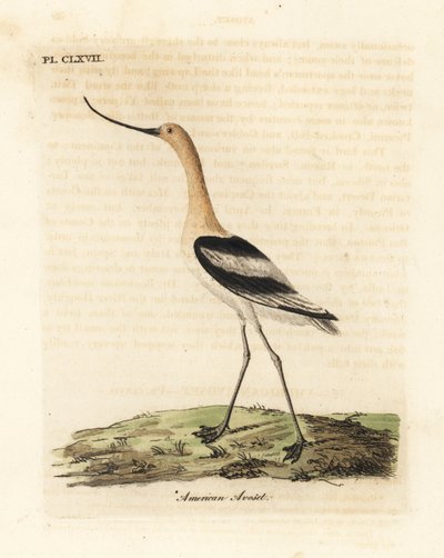 Amerikai avocet, Recurvirostra americana. Kézi színű rézlemez, amelyet John Latham rajzolt és metszett a madarak általános története című művéből, Winchester alkotó: John Latham