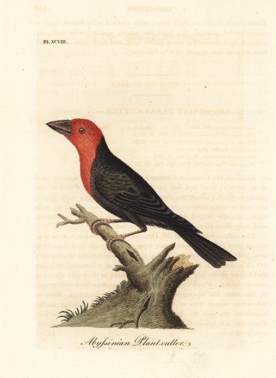 Feketecsőrű barbet, Lybius guifsobalito (abesszin növényvágó, Loxia tridactyla). Kézi színű rézlemez, amelyet John Latham rajzolt és metszett a madarak általános története című művéből, Winchester alkotó: John Latham