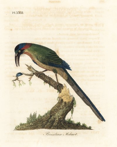 Kékkoronás motmota, Momotus momota (brazil motmot, Momotus brasiliensis). Kézi színű rézlemez, amelyet John Latham rajzolt és metszett a madarak általános története című művéből, Winchester alkotó: John Latham
