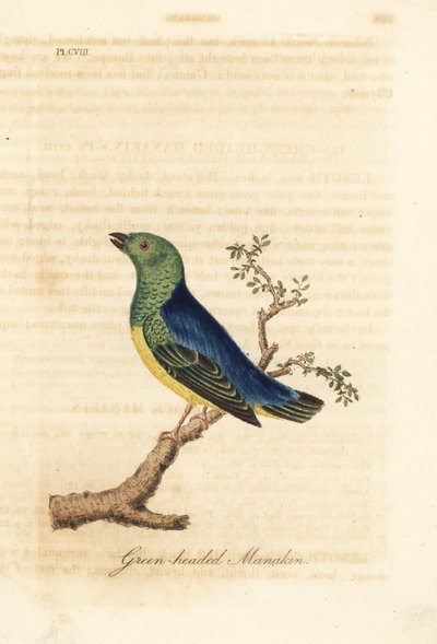 Kékkajjú chlorophonia, Chlorophonia cyanea (zöldfejű manakin, őshonos Dél-Amerikában). Kézi színű rézlemez, amelyet John Latham rajzolt és metszett a madarak általános története című művéből, Winchester alkotó: John Latham