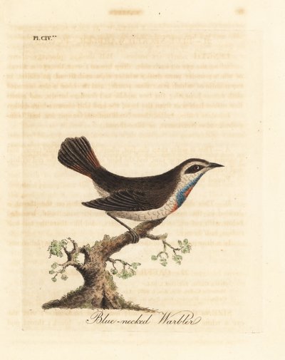 Bluethroat, Luscinia svecica (Kéknyakú poszáta, más néven gunpigera, neelkunthee, gunpedrab Indiában). Kézi színű rézlemez, amelyet John Latham rajzolt és vésett a madarak általános története című művéből, Winchester alkotó: John Latham