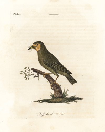 Barnafejű barbet, Megalaima zeylanica? (Buffarcú barbet, Bucco lathami). A British Museumban található Megalaima lathami feliratú példányról. Kézi színű rézlemez, amelyet John Latham rajzolt és metszett a madarak általános története című művéből, Wincheste alkotó: John Latham
