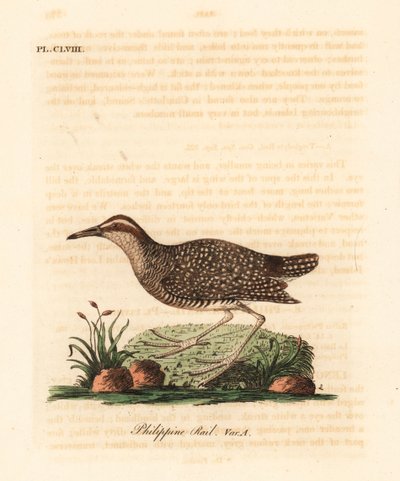 Buff-szalagos sín, Gallirallus philippensis (Fülöp-szigeteki sín, Rallus philippensis). Kézi színű rézlemez, amelyet John Latham rajzolt és metszett a madarak általános története című művéből, Winchester alkotó: John Latham