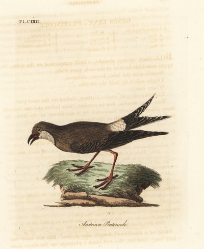 Galléros pratincole, Glareola pratincola (osztrák pratincole, Glareola austriaea). Kézi színű rézlemez, amelyet John Latham rajzolt és vésett a madarak általános története című művéből, Winchester alkotó: John Latham