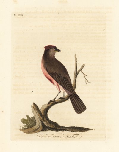 Közönséges vörösvirág, Carduelis flammea (Bíborkoronás pinty, Fringilla flammea). Kézi színű rézlemez, amelyet John Latham rajzolt és vésett a madarak általános története című művéből, Winchester alkotó: John Latham