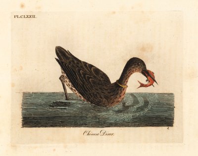 Ázsiában horgászatra használt kárókatona, talán egy nagy kárókatona, Phalacrocorax carbo, vagy japán kárókatona, Phalacrocorax capillatus. (Kínai búvár, Colymbus sinensis.) Kézi színű rézlemez, amelyet John Latham rajzolt és metszett saját A General Histo  alkotó: John Latham