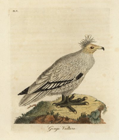 Egyiptomi keselyű, Neophron percnopterus ginginianus.1824 (metszet) alkotó: John Latham