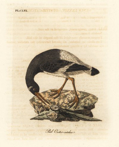 Eurázsiai vagy lábos laskagomba, Haematopus ostralegus. Kézi színű rézlemez, amelyet John Latham rajzolt és metszett a madarak általános története című művéből, Winchester alkotó: John Latham