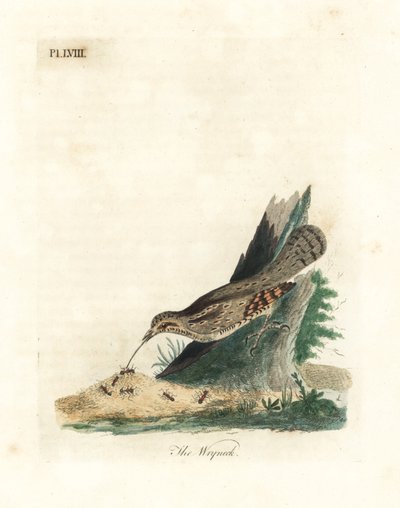 Eurázsiai nyák, Jynx torquilla (Junx torquilla). Kézi színű rézlemez, amelyet John Latham rajzolt és vésett a madarak általános története című művéből, Winchester alkotó: John Latham