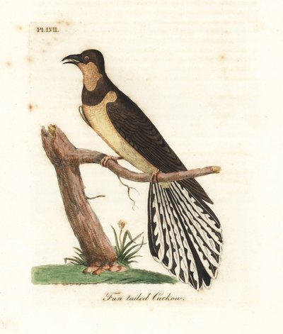 Legyezőfarkú kakukk, Cacomantis flabelliformis (Legyesfarkú kakukk, Cuculus flabelliformis). Kézi színű rézlemez, amelyet John Latham rajzolt és metszett a madarak általános története című művéből, Winchester alkotó: John Latham